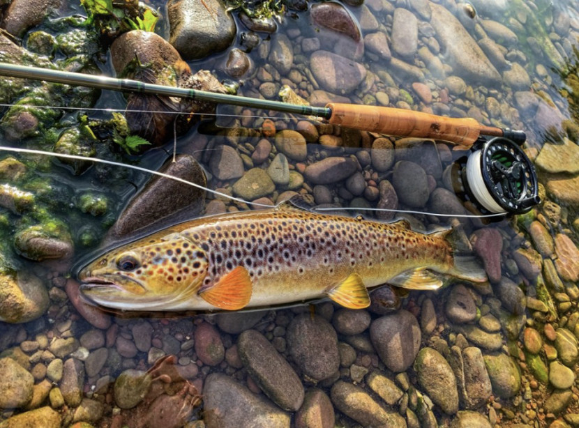 Dinas trout - WB from Langenfeld
